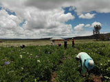 BARRA ANDINA CON TARWI FORTIGRANO PUNO